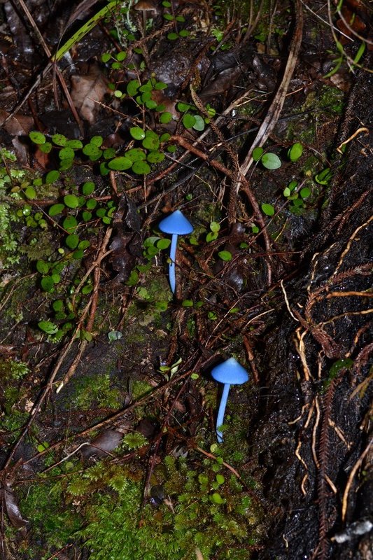 Blue mushrooms 