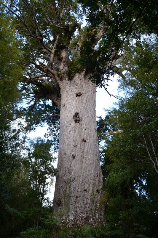 Godfather of the Kauri forest