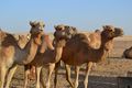 Friendly Camels