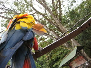 Copan macaws