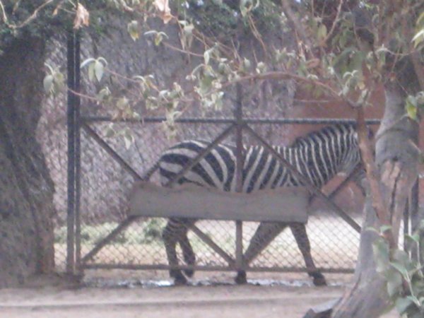 Mexico City Zoo