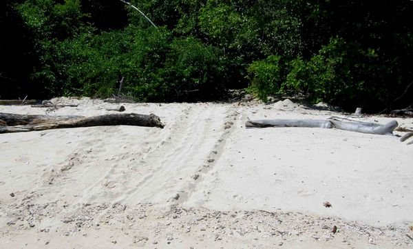 Sangalaki turtle tracks