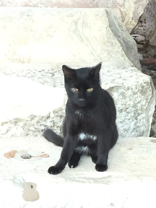 The Evil Ephesus Cat!!!