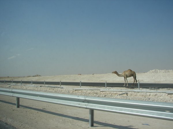 Qatar wildlife
