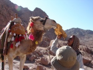 Camel eating paper