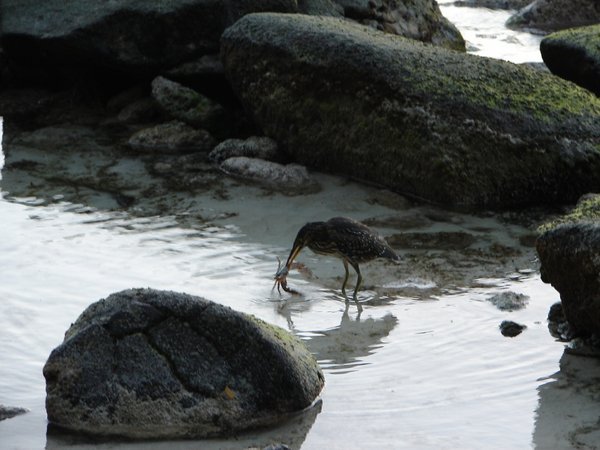 Hammerkop catches a crab