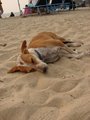 More dogs sleeping on the beach