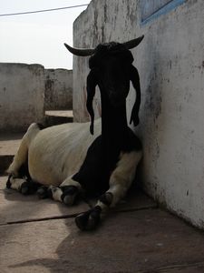 India 2010 (96) Goat