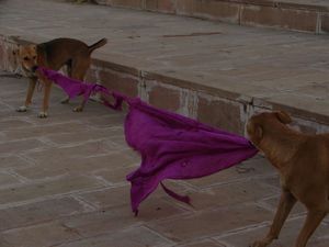 India 2010 (317) Pushkar dogs
