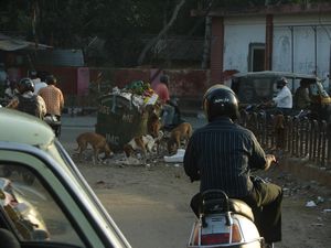India 2010 (337) Jaipur dogs