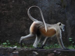 India 2010 (263) Monkey