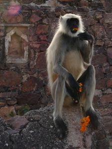India 2010 (287) Monkey at Rantambore Fort