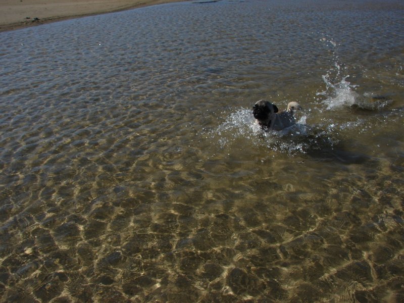 Stilbaai 2011 (081) Water dog