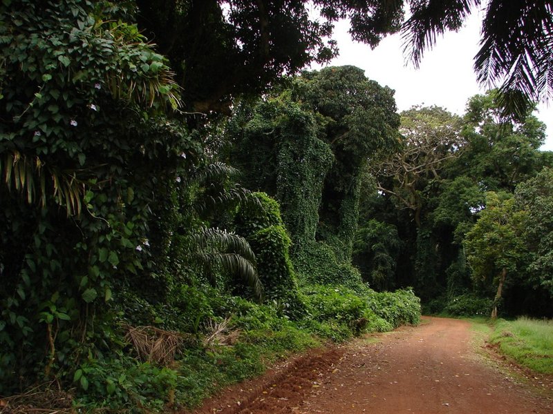 Botanical Garden (012)