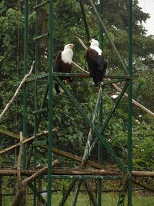 Entebbe zoo (08) Fish Eagle