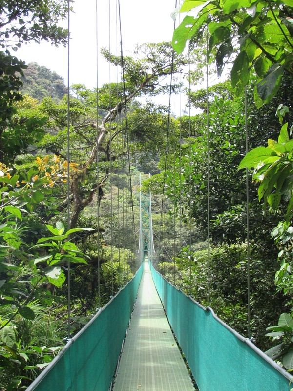 Cloudforest - hanging bridge