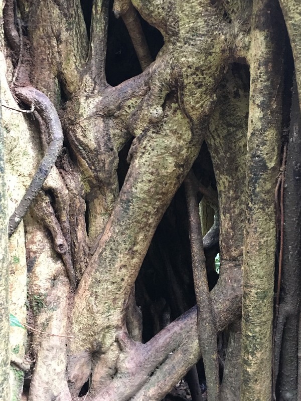 Strangler Ficus