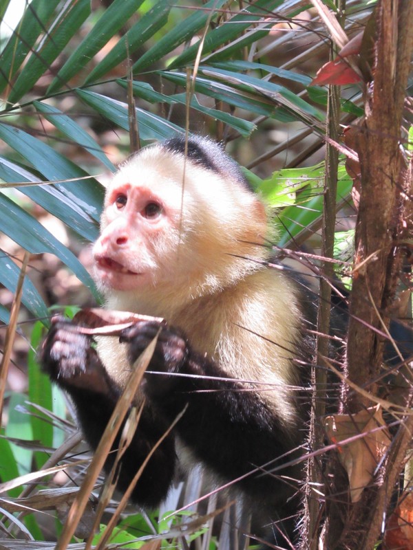 White Faced Capucine Monkey
