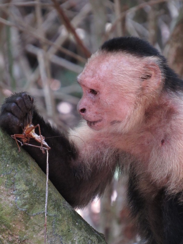 Capuchin monkey eating a cricket