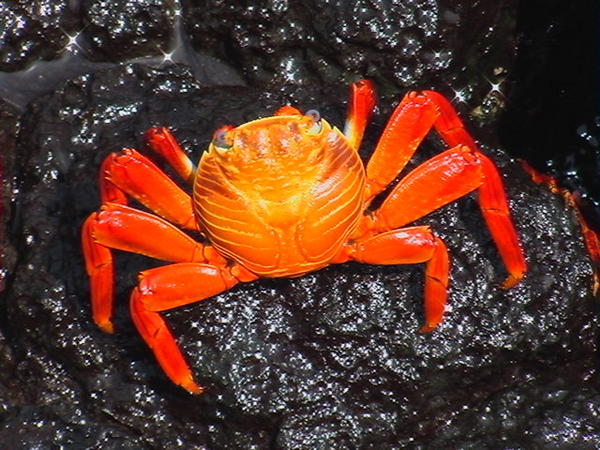 This is a red crab. (had nothing)