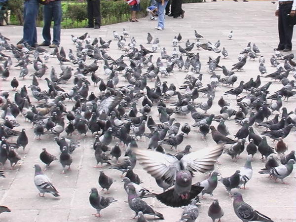 Arequipa, pigeon in flight