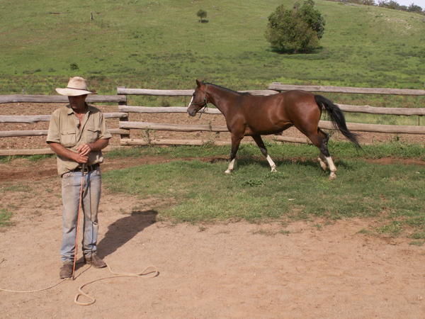 Natural Horsemanship med Tim Skarrett