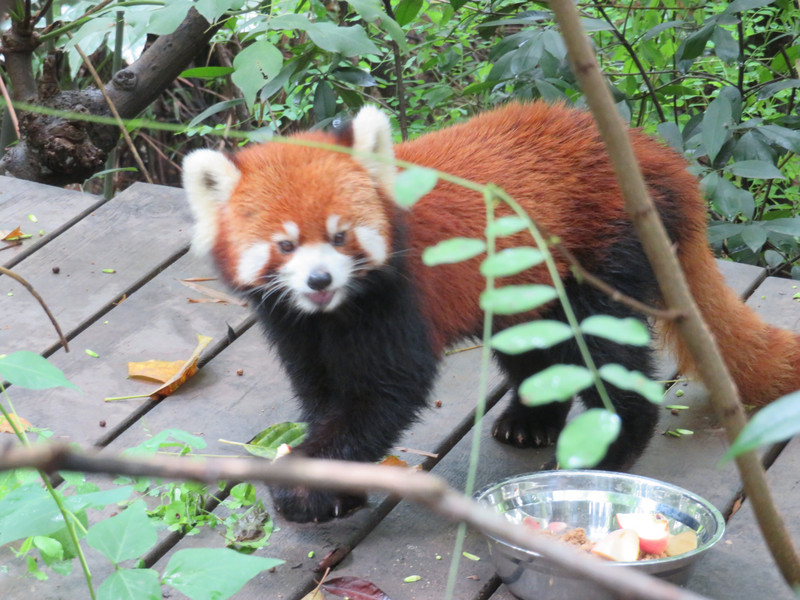 First red panda
