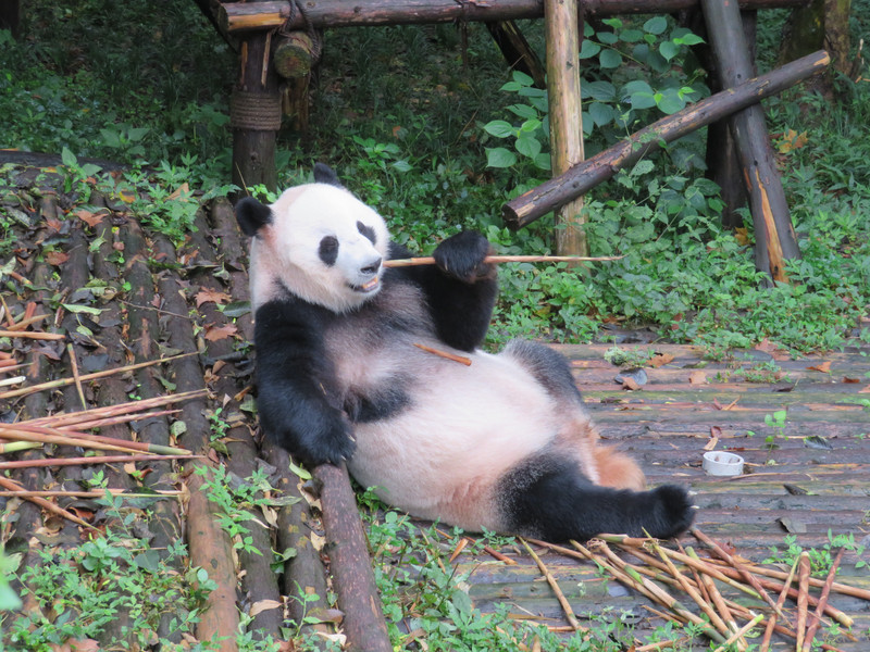 This panda likes bamboo