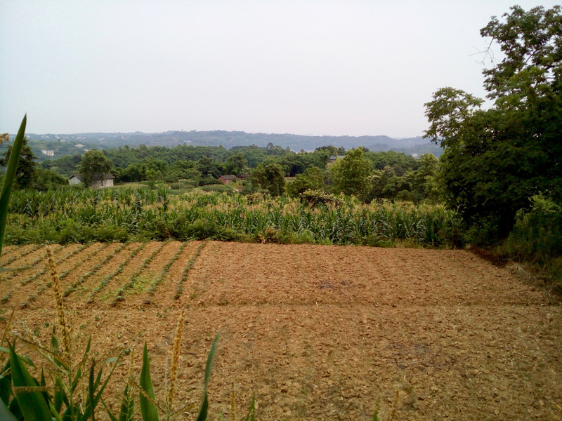 Farmland view