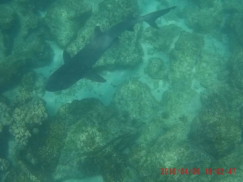 Reef shark 