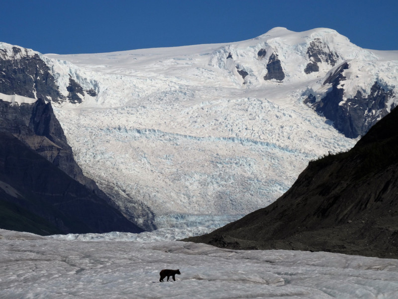Black bear on the Root glacier!
