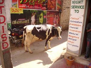 Krava v ulici