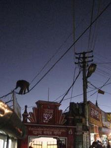 Monkeys on the wires