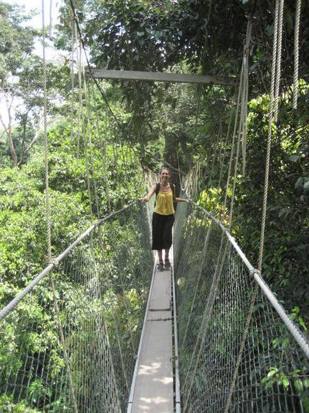 jungle canopy walkway 