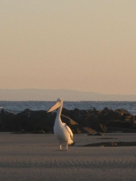 pelican at Bundjalung