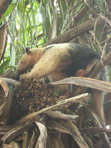 Normal sized ant eater