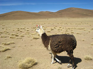 Llama with lovely red earrings