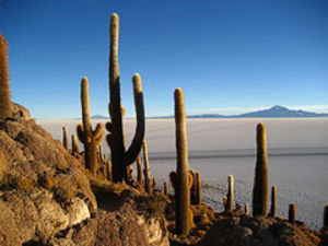Cacti and the salt flat