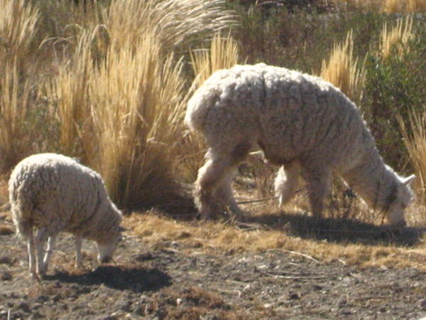 Big Sheep