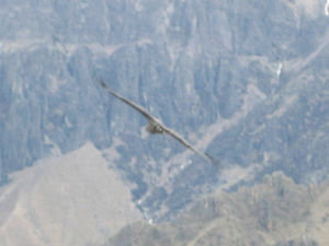 Condor over Colca Canyon