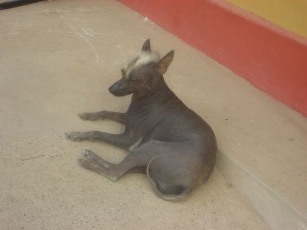 Peruvian no-haired dog.