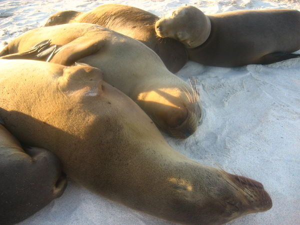 Sleeping Seals