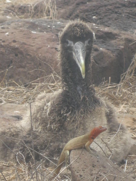 Baby Albatross vs the Lava Lizard