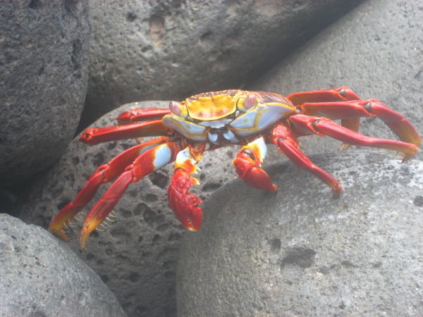 Got crabs