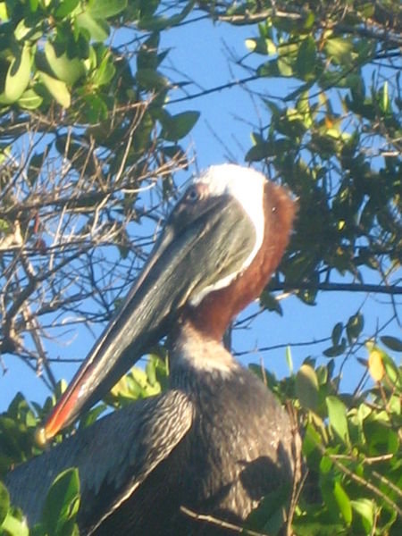 Big-ass Pelican