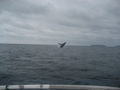 Whale Ahoy