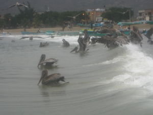 Surfing Birds