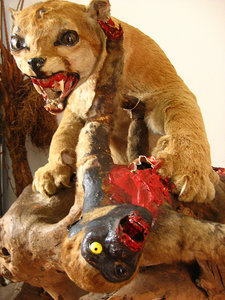 Terrible Taxidermy