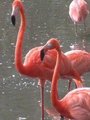 Flamingos in Cali
