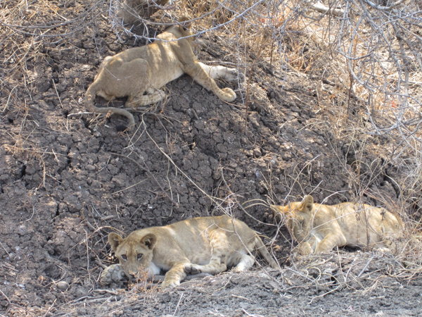 Cheeky lion cubs